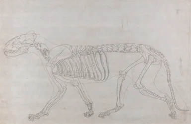 A Comparative Anatomical Exposition of the Structure of the Human Body with That of a Tiger and a Cow